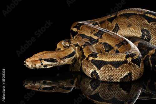 Attack Boa constrictor snake imperator color, on isolated black background with reflection photo