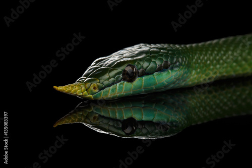 Green long nosed snake, Rhinoceros Ratsnake isolated on black background with reflection