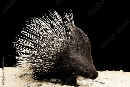 Porcupine with prickle isolated on black background, wild animal photo