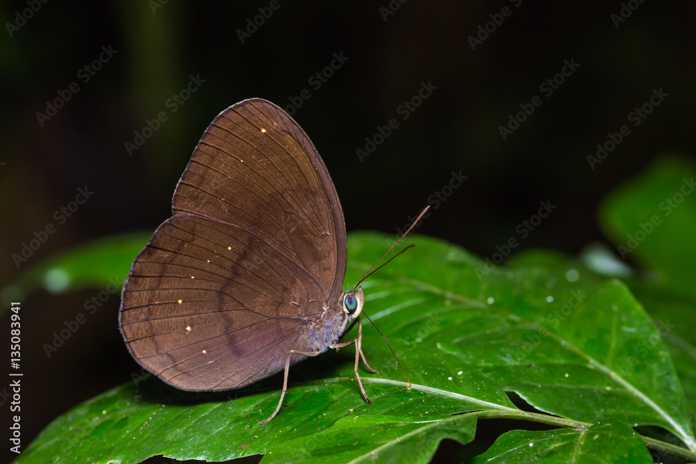 Obraz premium Common Faun butterfly
