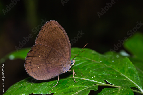 Common Faun butterfly photo