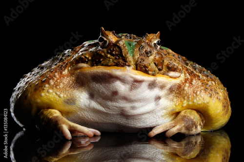Bild auf Leinwand Argentine Horned Frog or Pac-man, Ceratophrys ornata isolated on black backgroun