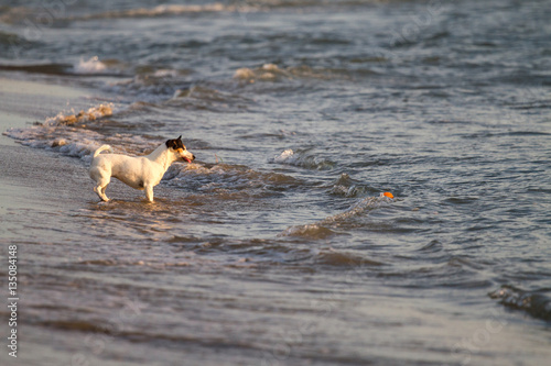 Little dog playing with a ball on the beach