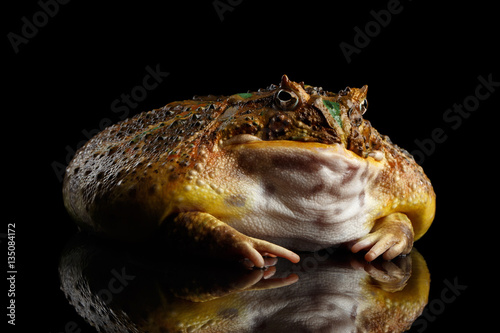 Argentine Horned Frog or Pac-man  Ceratophrys ornata isolated on black background with reflection