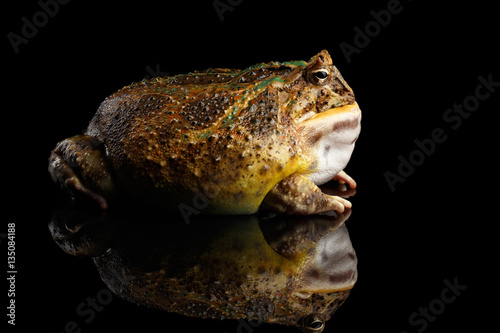 Bild auf Leinwand Argentine Horned Frog or Pac-man, Ceratophrys ornata isolated on black backgroun