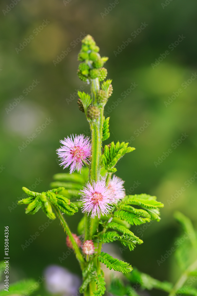 Nature background with Sentitive plant flower Nature background with Sentitive plant flower