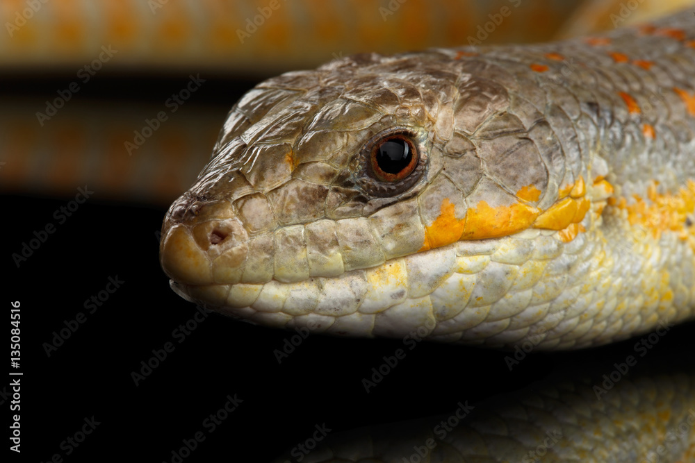 Schneider's skink, eumeces schneideri on isolated black background with reflection, wild reptile Schneider's skink, eumeces schneideri on isolated black background with reflection, wild reptile