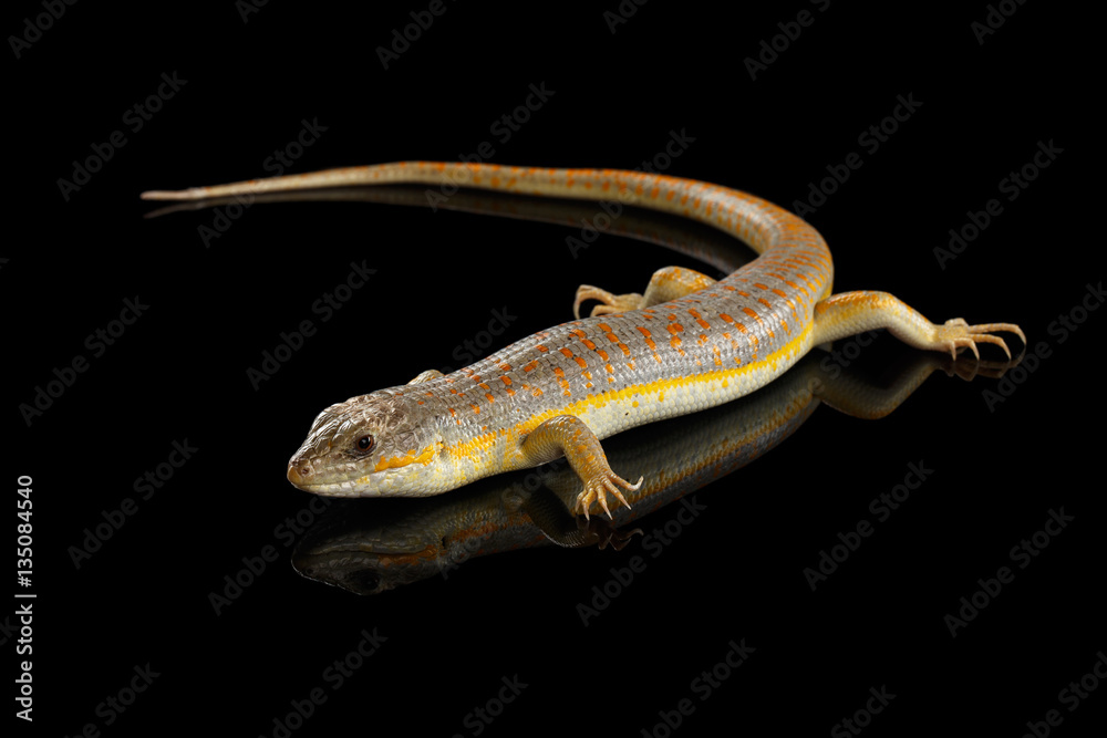 Fototapeta premium Schneider's skink, eumeces schneideri on isolated black background with reflection, wild reptile