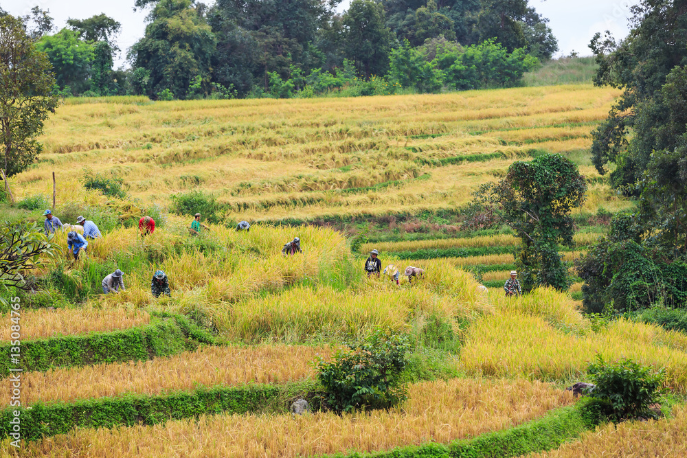 Cooperated manual rice harvesting Stock Photo Adobe Stock