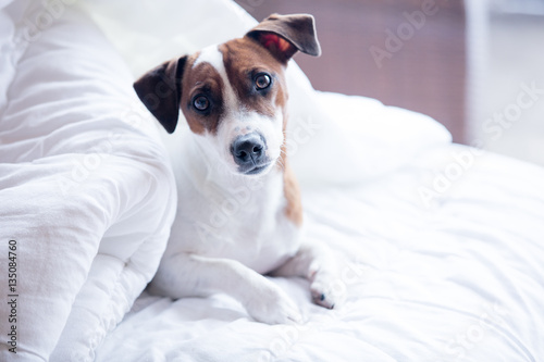 Portrait of a young jack russell terrier in a bed