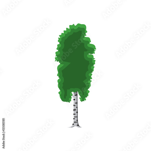 birch tree isolated on white