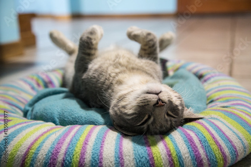 Foto Cat sleeping in a strange position