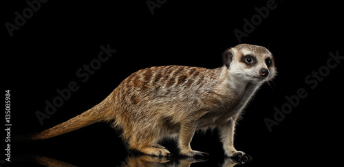 Cute One Meerkat lookout isolated on black background