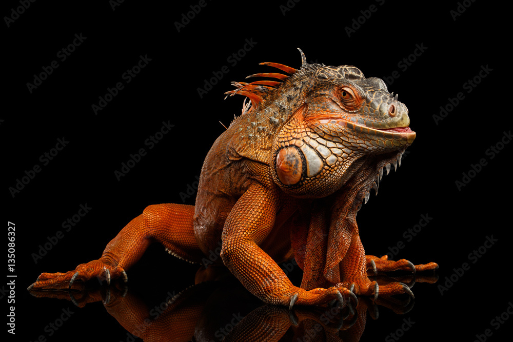 Fototapeta premium Nieśmiały zwierzę, pomarańcze zielony iguana gad odizolowywający na czarnym tle z odbiciem