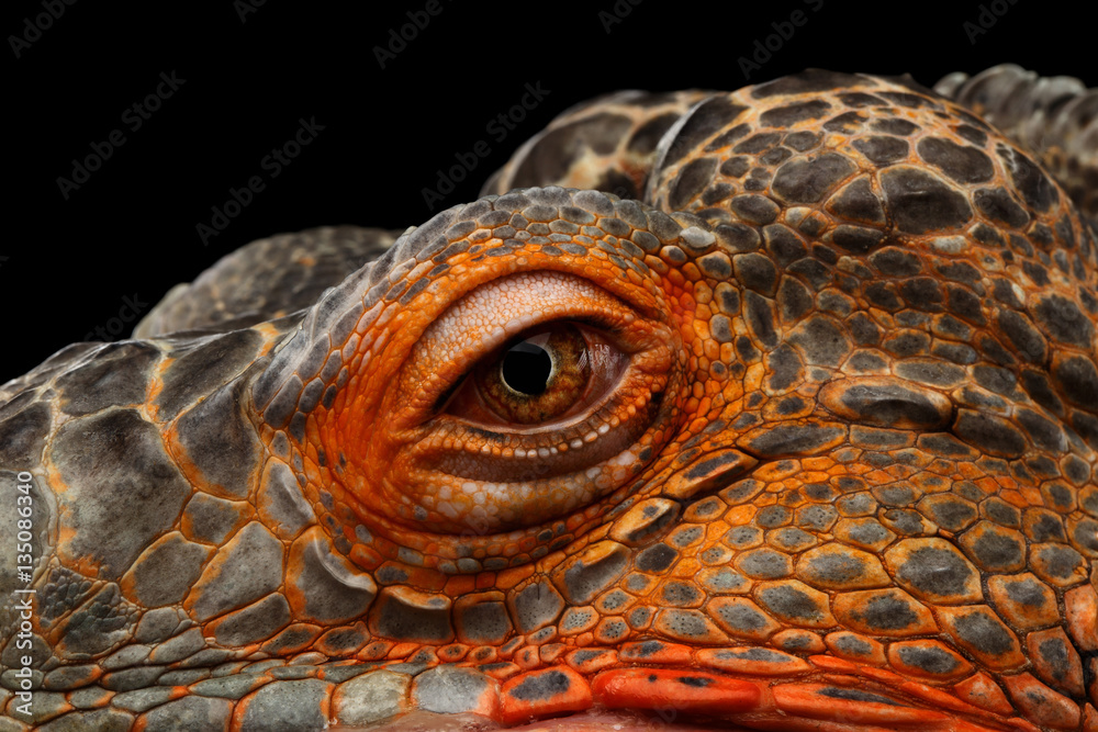 Obraz premium Close-up Gałka oczna smoka głowy, pomarańczowy zielony iguana gad na białym tle na czarnym tle