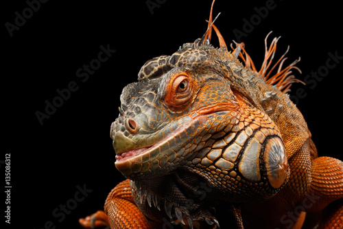 Close-up Head smiling Reptile, Orange green iguana isolated on black background, funny animal