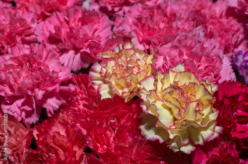 beautiful floral background of different color carnations