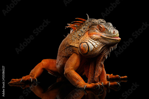Photo Shy animal, Orange green iguana reptile isolated on black background with reflec