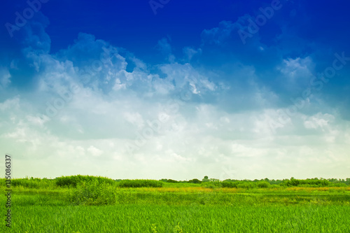 Beautiful rural landscape of Paddy field