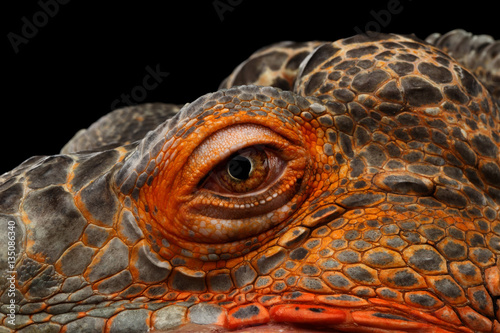 Canvas Print Close-up Eyeball of dragon head, Orange green iguana reptile isolated on black b