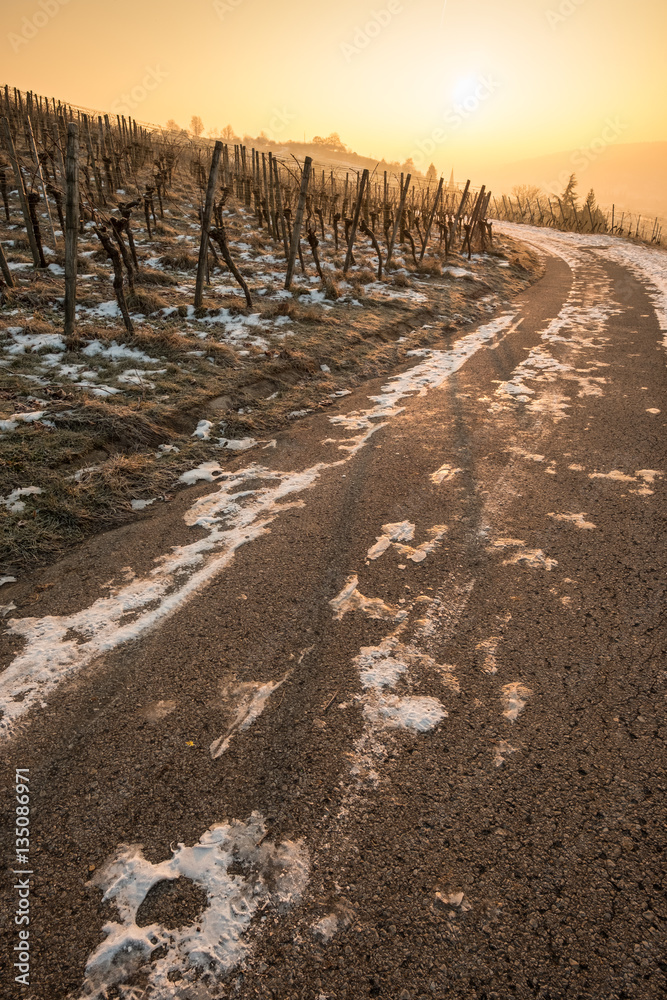 Weinberg mit Reben im Winter mit Schnee und Sonne