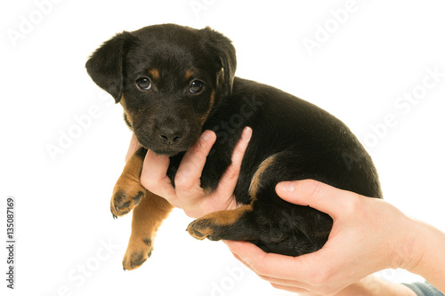 Jack Russel puppy held in hands isolated in white photo