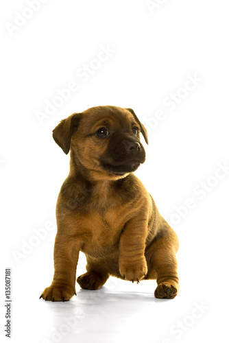Jack Russel puppy's isolated in white