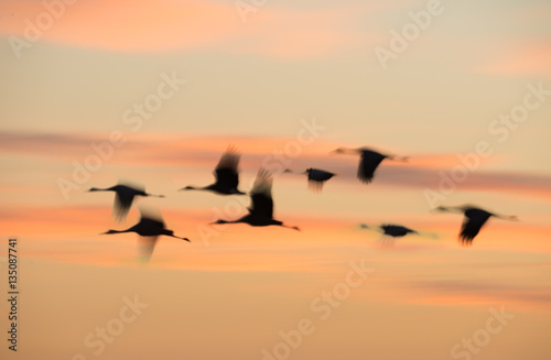 Wintering Sandhill Cranes in flight over Paynes Prairie State Park, Florida © Mark J. Barrett