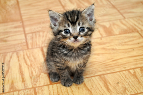 a cute small kitten looking