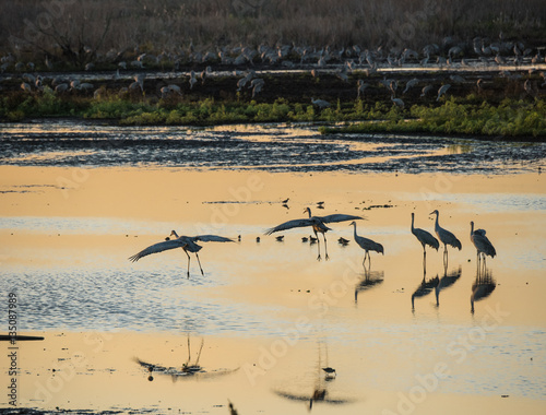 Wimtering Sandhill Cranes alight in shallow marsh wetand of La Chua Sink, Paynes Prairie State park, Florida photo