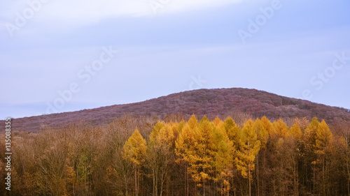 Wald in den Farben des Herbst
