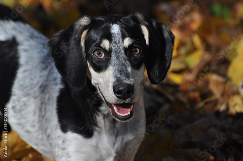 Blue tick coon hound with a smile during the fall