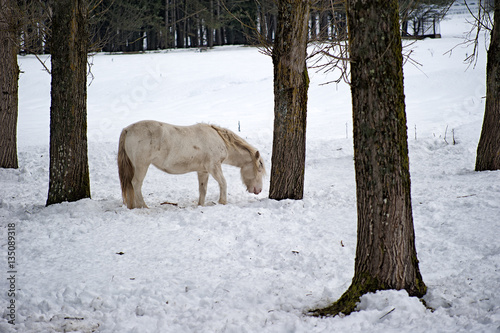 A white horse in a snow covered field