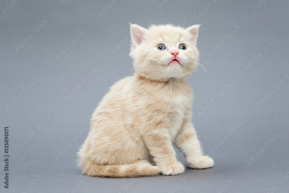 Small British kitten beige colour