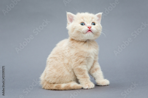 Small British kitten beige colour © Okssi