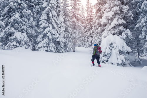 Man with backpack goes across coniferous forest after snow storm