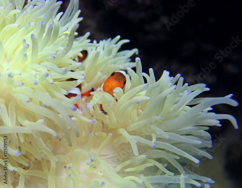 clown fish (Amphiprion ocellaris) is hiding from predators in their sea anemones (Heteractis malu)