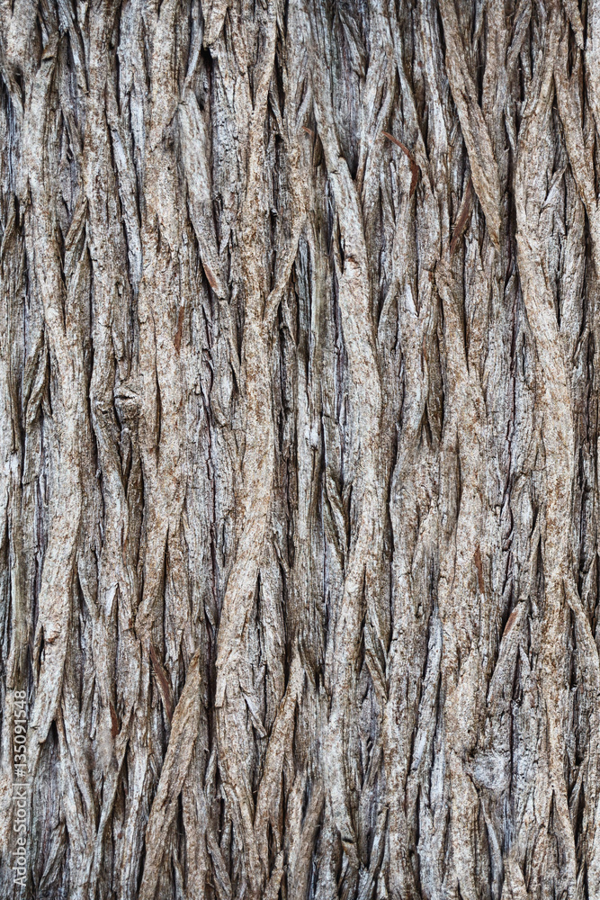 because of its unique texture, bark is widely used as a background because of its unique texture, bark is widely used as a background