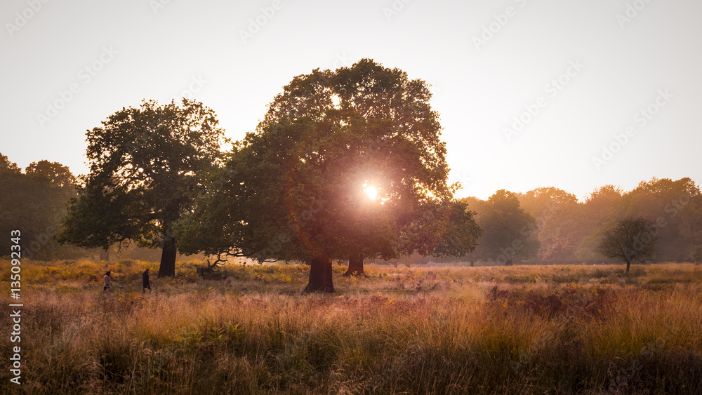 Sunset in Richmond Park, London Sunset in Richmond Park, London