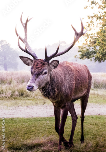 Stag in Richmond Park  London