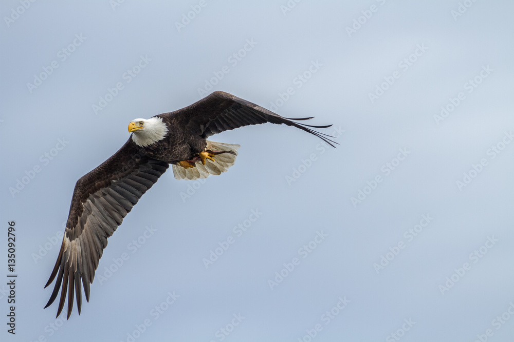 Fototapeta premium Soar