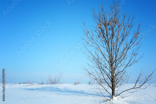 Beautiful winter landscape with tree on blue sky background