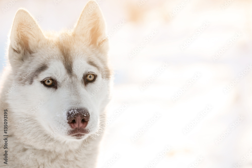 Happy Siberian husky outdoors on winter day