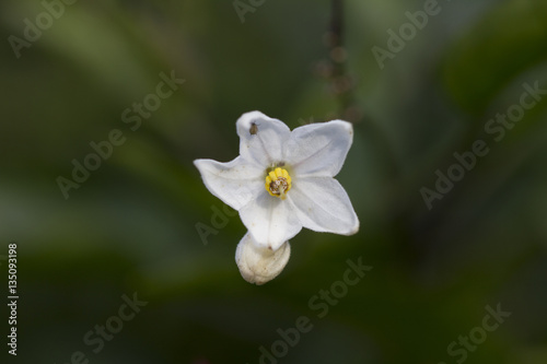 Solanum laxum (potato vine, potato climber or jasmine nightshade)