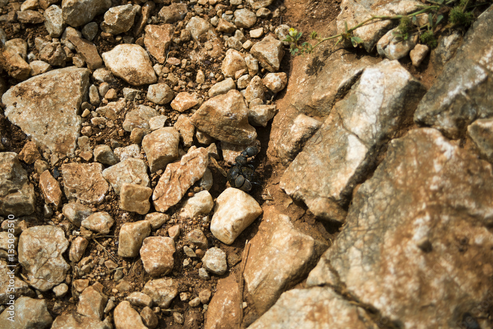 Dung beetle Dung beetle