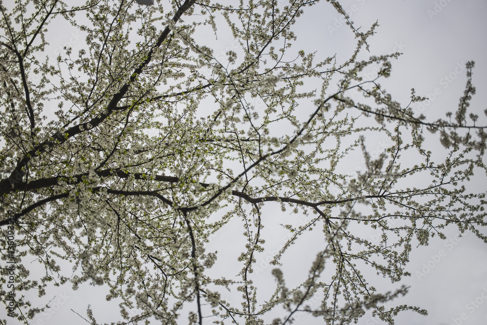 Fototapeta premium Tree branches in blossom in spring garden