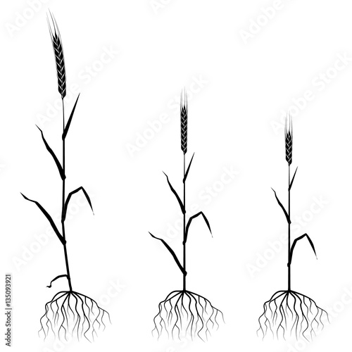 wheat or rye of the different sizes
