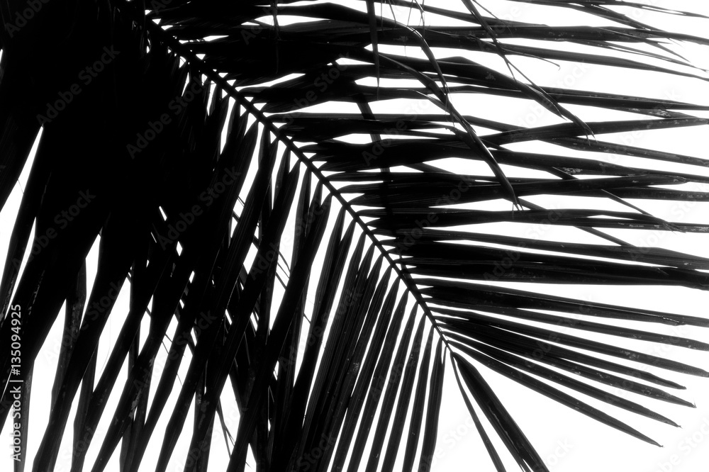 Fototapeta Palm tree abstract