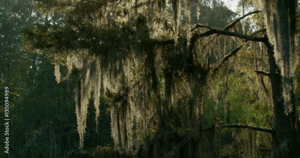 spanish moss on cypress tree tilt up 4k