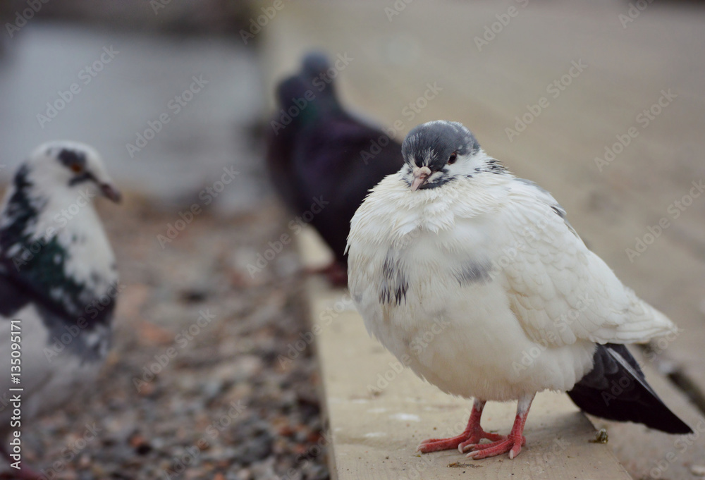Obraz premium Seagull, pigeon bird